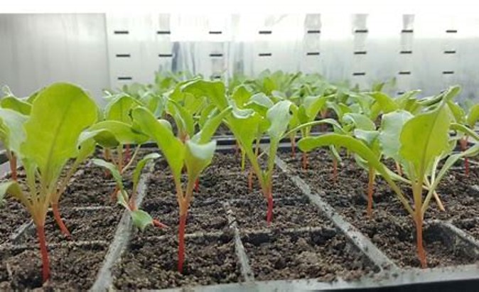 Seed treatment improves plant health